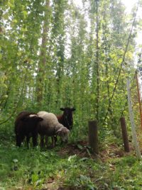 Les moutons se régalent à la houblonnière et nous aident dans l’entretien!