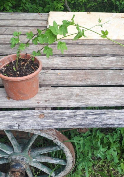 Houblon en pot HoublonNous