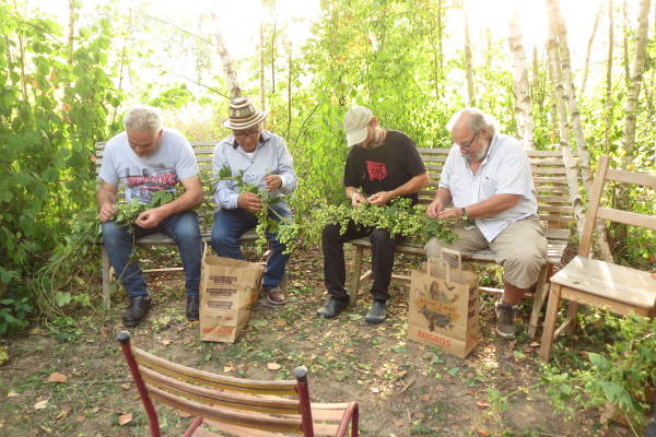 Récolte du houblon bénévoles 2019 – 4
