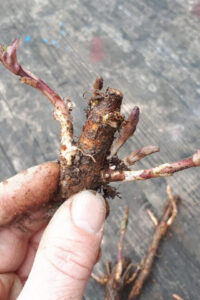 Rhizomes de houblon de la houblonnière de Mategnin