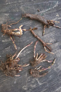 Rhizomes de houblons de la houblonnière de Mategnin