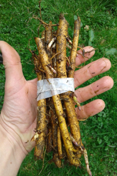 Rhizomes de houblon de la houblonnière de Mategnin